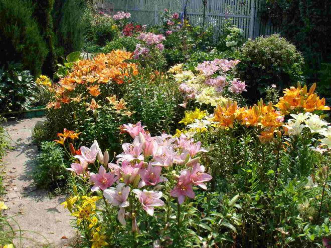 Когда цветет садовая лилия Когда цветет садовая лилия