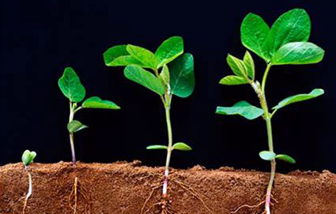 когда начинается вегетация когда начинается вегетация