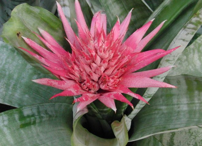 комнатное растение эхмея описание комнатное растение эхмея описание