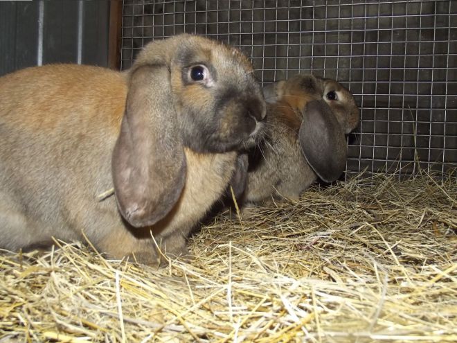 Кролики французский баран Кролики французский баран