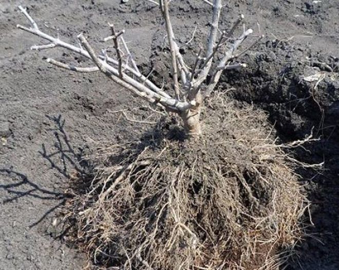 куда пересадить гортензию куда пересадить гортензию