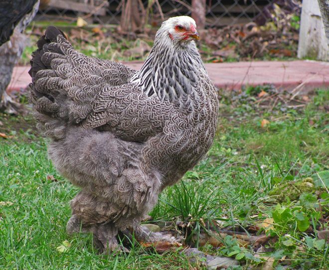 куры брама куры брама