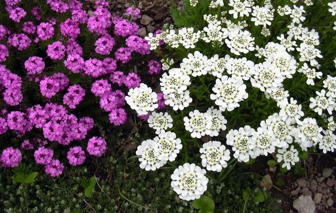 описание ибериса описание ибериса