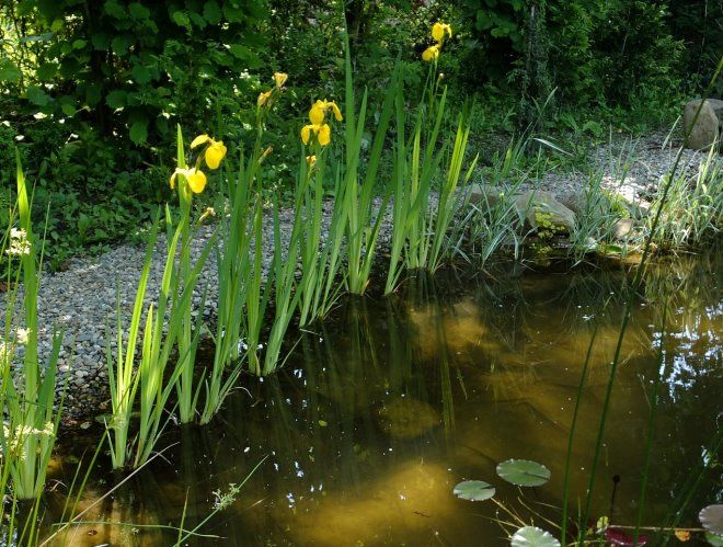 описание ириса болотного описание ириса болотного