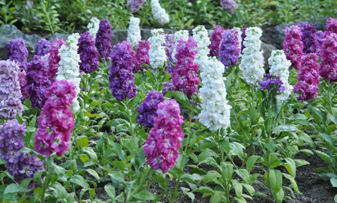 описание маттиолы описание маттиолы