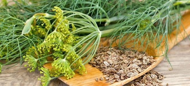 отвар укропа польза и вред отвар укропа польза и вред