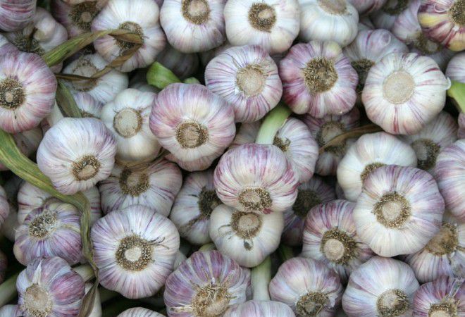 озимые сорта чеснока озимые сорта чеснока