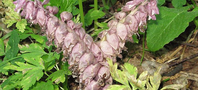 петров крест откуда название петров крест откуда название