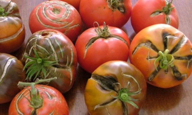 Почему трескаются томаты в теплице при созревании Почему трескаются томаты в теплице при созревании