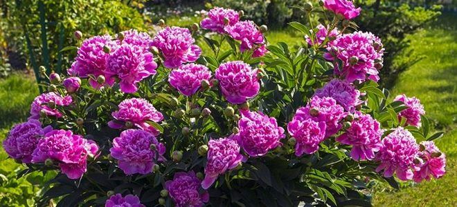 фото1 подкормка для пионов гумат калия