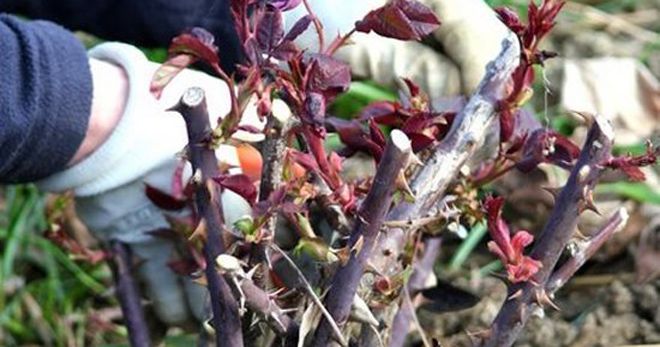 Подкормка роз в августе Подкормка роз в августе