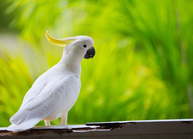 попугай какаду описание попугай какаду описание