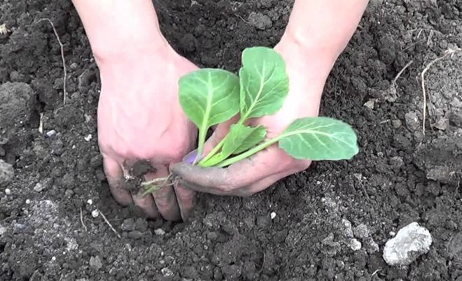 Посадка капусты Посадка капусты