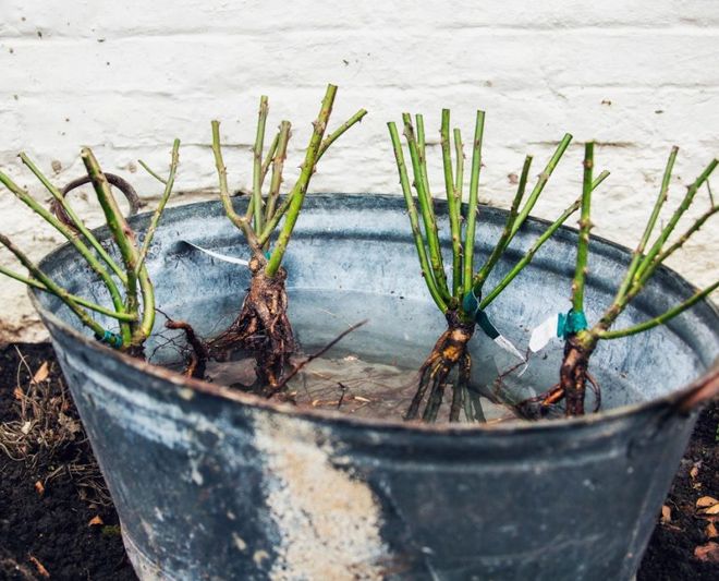 правила посадки роз осенью правила посадки роз осенью