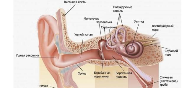 причины потери слуха причины потери слуха