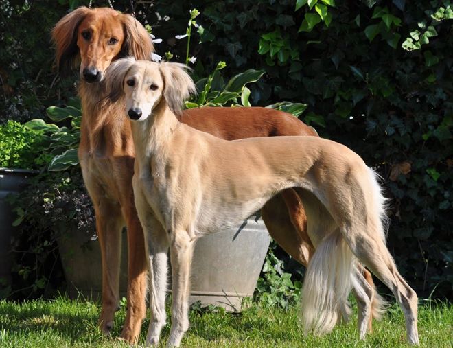 салюки описание салюки описание