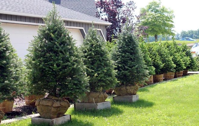 саженец пихты сибирской саженец пихты сибирской