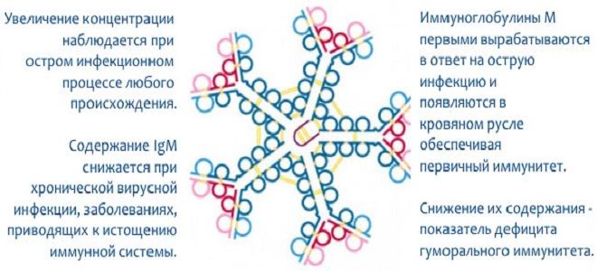 сдать анализ на иммуноглобулин g сдать анализ на иммуноглобулин g