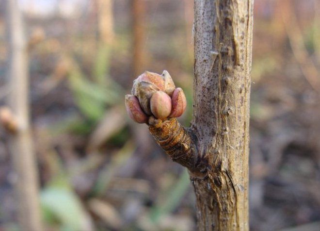 смородиновый почковый клещ - меры борьбы весной смородиновый почковый клещ - меры борьбы весной