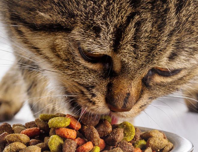 состав корма для кошек состав корма для кошек