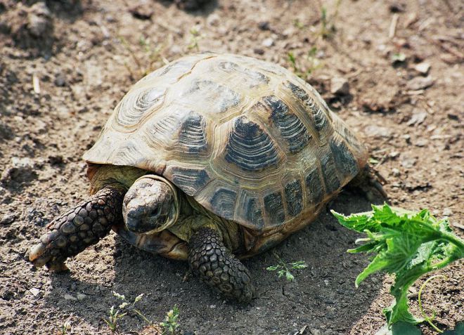 среднеазиатская черепаха bogdanovi среднеазиатская черепаха bogdanovi