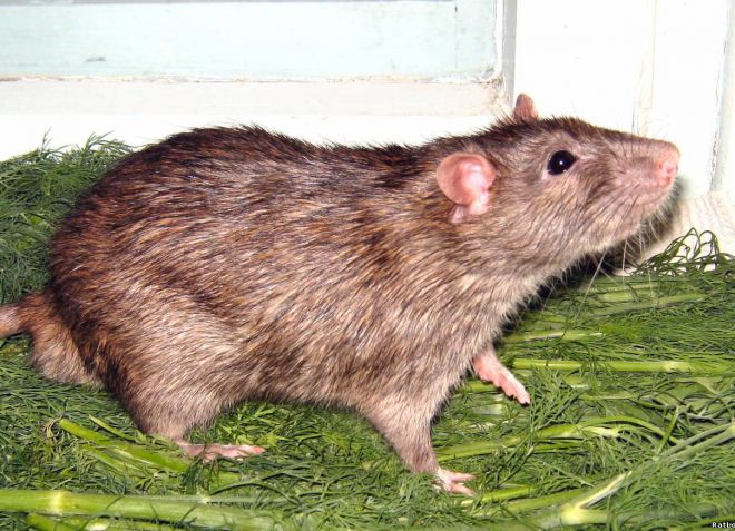 стандарт декоративная крыса стандарт декоративная крыса