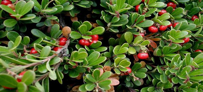 толокнянка противопоказания толокнянка противопоказания