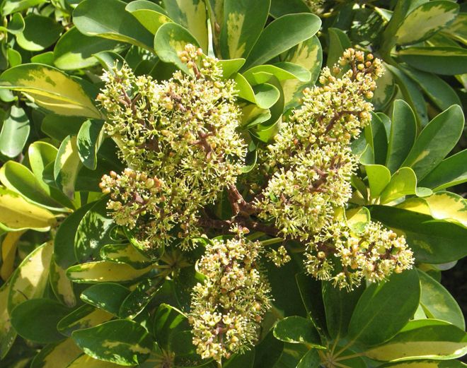 как цветет шефлера цветок как цветет шефлера цветок