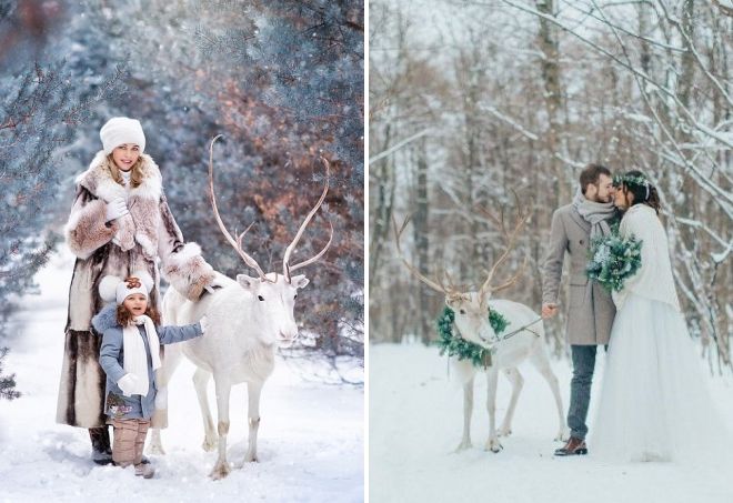 фотосессия с оленем зимой фотосессия с оленем зимой