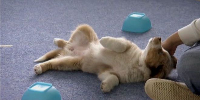 тайная жизнь собак тайная жизнь собак