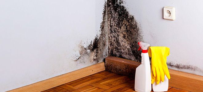 аллергия на плесень в квартире аллергия на плесень в квартире