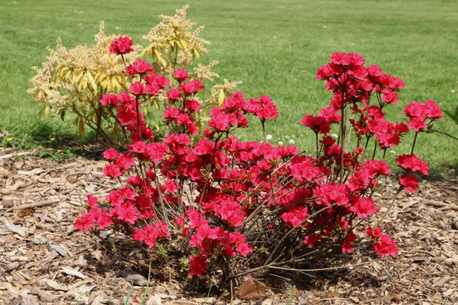 азалия японская зимостойкость азалия японская зимостойкость