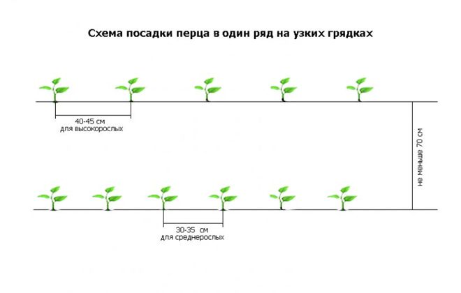 через какое расстояние сажать перец через какое расстояние сажать перец