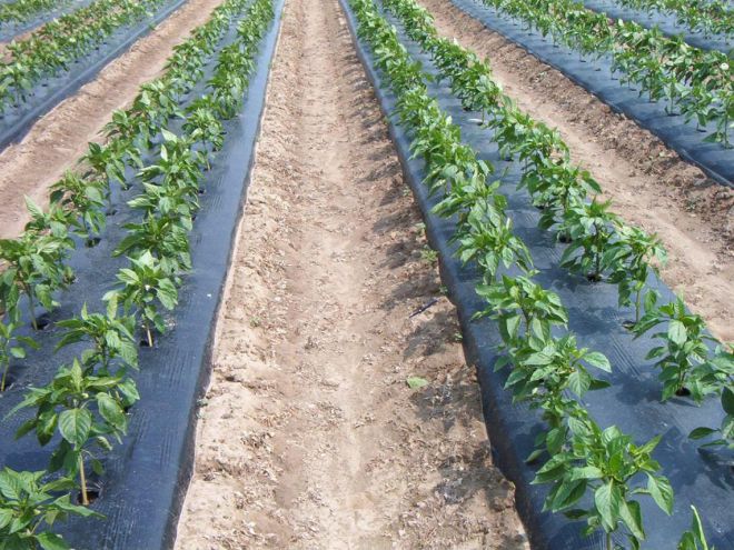 Черная пленка от сорняков Черная пленка от сорняков