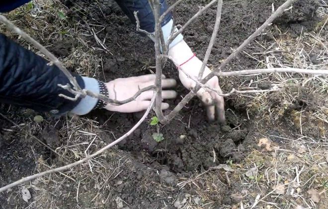 черная смородина посадка черная смородина посадка