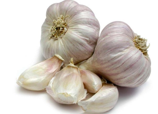 чеснок от белокрылки чеснок от белокрылки