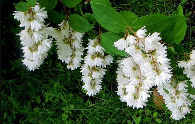 дейция шершавая кандидиссима дейция шершавая кандидиссима