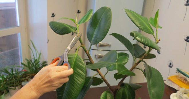 Фикус каучуконосный - обрезка и формирование Фикус каучуконосный - обрезка и формирование