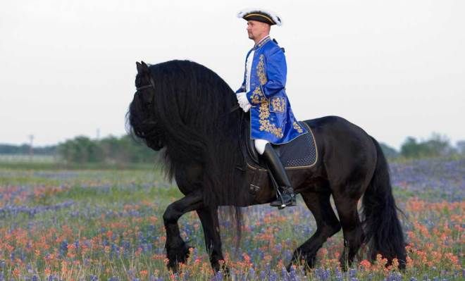 фризская лошадь характер фризская лошадь характер