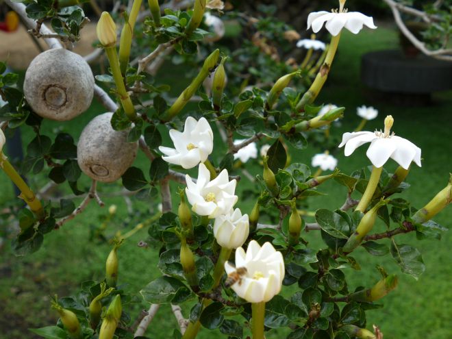 Гардения Тунберга Гардения Тунберга