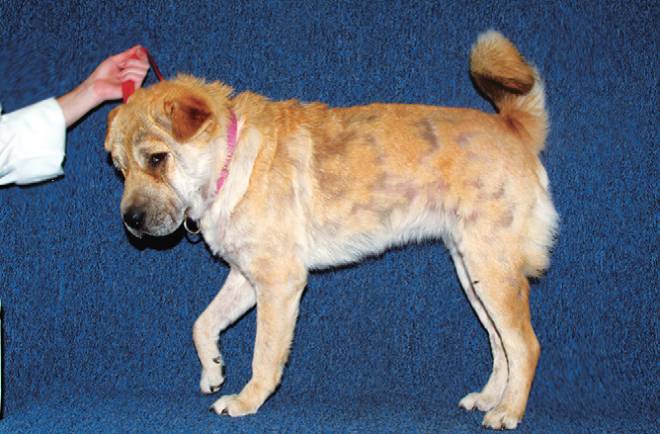 генерализованный демодекоз у собак генерализованный демодекоз у собак