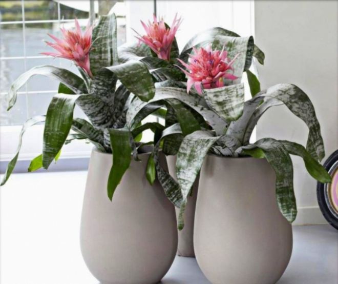 горшок для эхмеи полосатой горшок для эхмеи полосатой