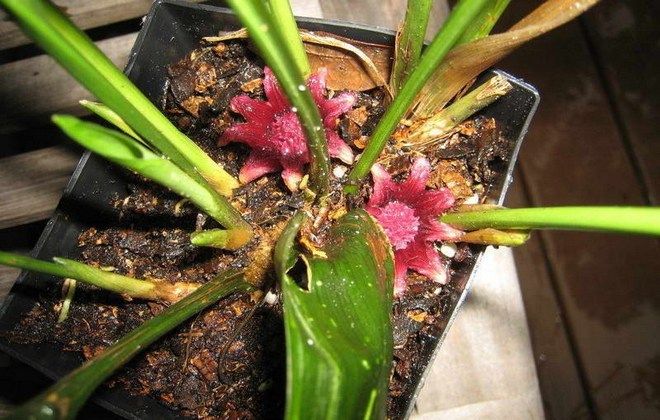 как цветет аспидистра как цветет аспидистра