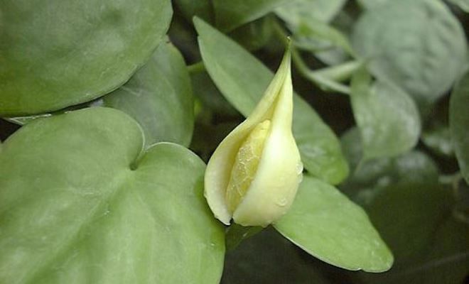 как цветет эпипремнум как цветет эпипремнум