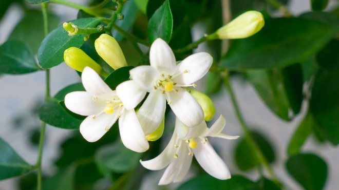 как цветет мандариновое дерево как цветет мандариновое дерево