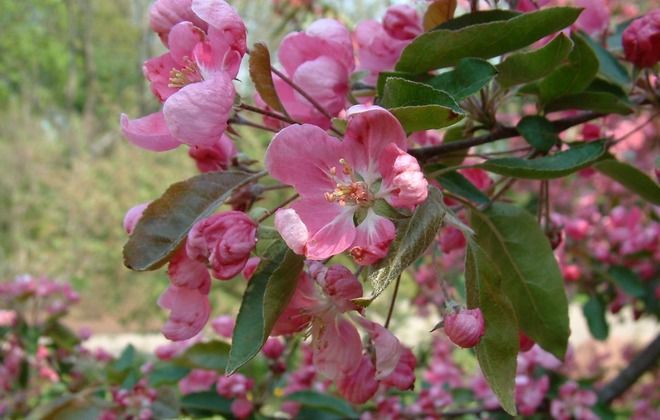 как цветет яблоня уэлси как цветет яблоня уэлси