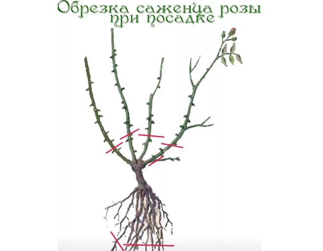 как обрезать розы при посадке осенью как обрезать розы при посадке осенью