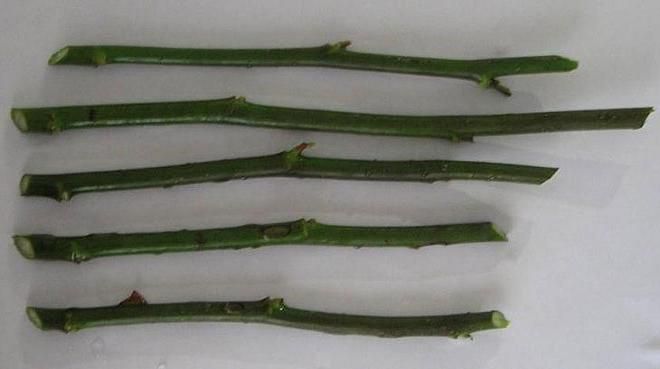 как укоренить черенки из роз как укоренить черенки из роз