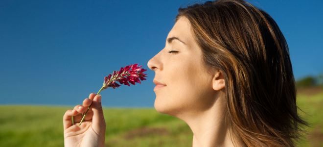 как восстановить обоняние как восстановить обоняние