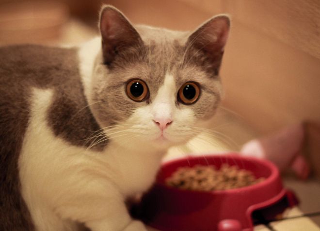 как выбрать сухой корм для стерилизованных кошек как выбрать сухой корм для стерилизованных кошек